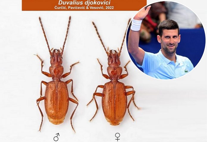 djokovic-bug